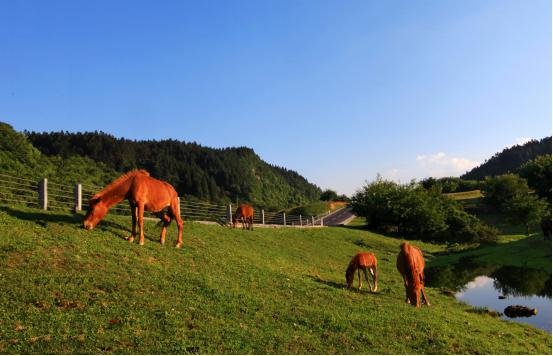 武隆脱贫路获习近平总书记点赞    “穷乡僻壤”变身“人间仙境”