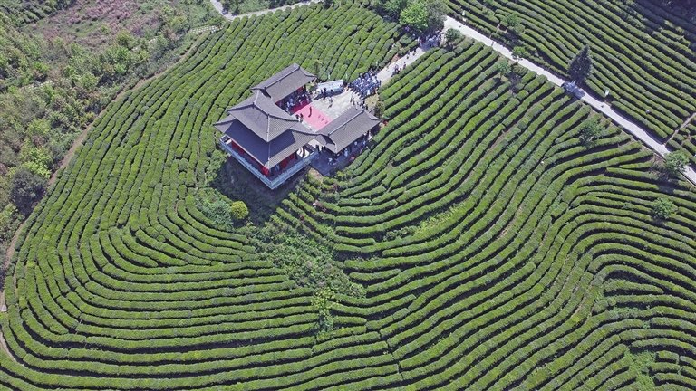 武隆白马山茶山福地入选重庆采茶地图