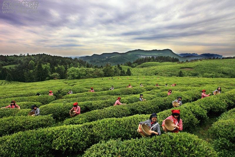 白马山“采茶”为武隆旅游添新意