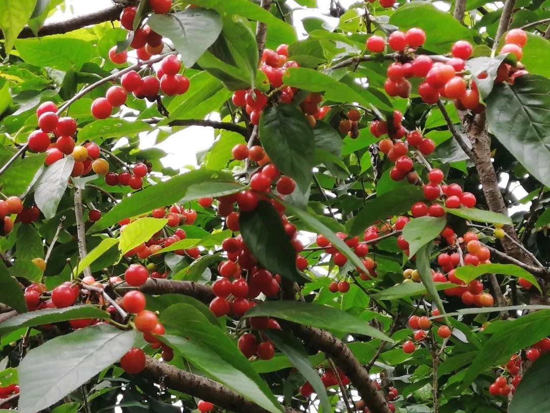 你的“恩桃儿”已上线！武隆新鲜采摘樱桃地图出炉，赶紧安排！