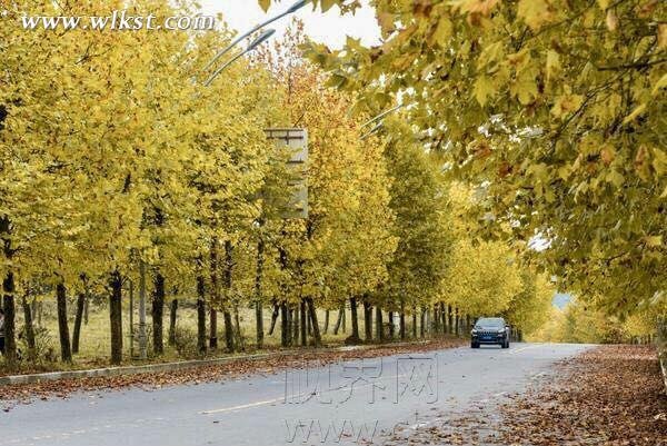 武隆仙女山：层林尽染 秋色迷人