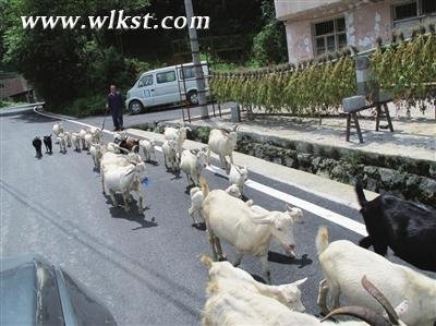 羊肉，武隆饮食的风景线