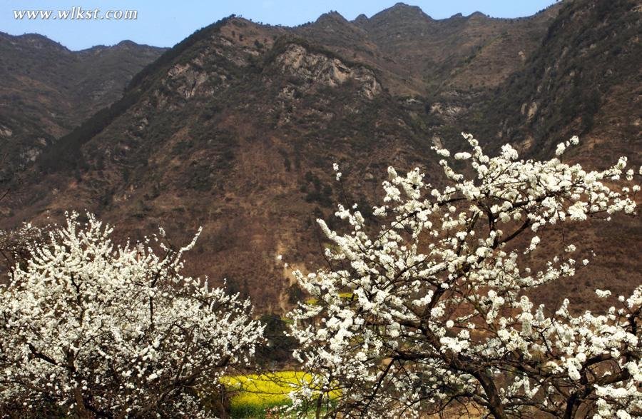 三八妇女节武隆踏青赏花攻略
