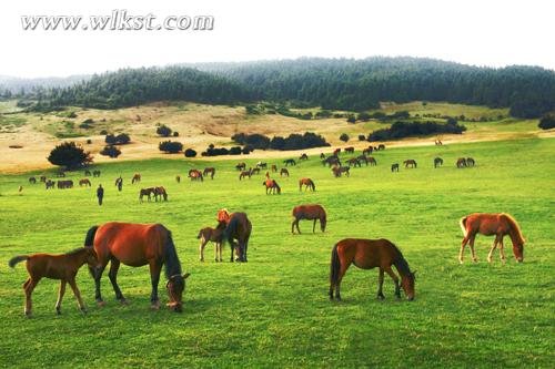 毕业旅行去哪儿——武隆景点推荐