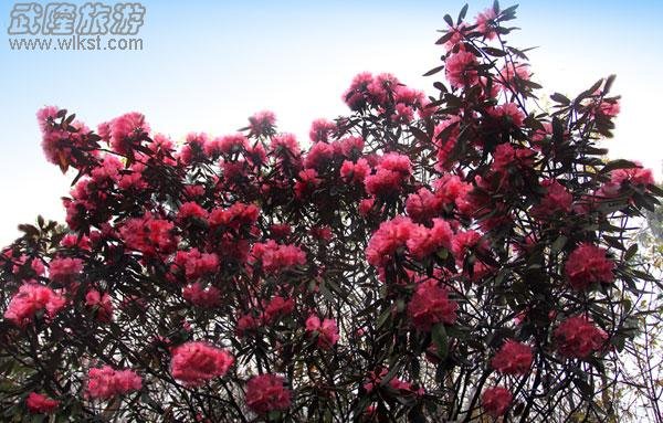 驴行线路——去黄柏凼看杜鹃