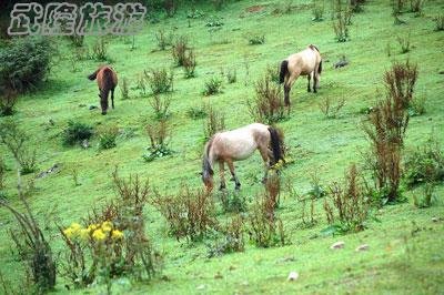 武隆仙女山两日游 驴友详细自述
