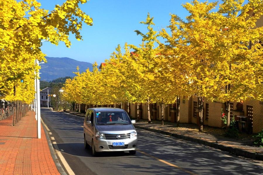 重庆周边赏银杏 独爱那一抹黄