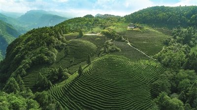 白马山好耍之处，闲游白马山慢享茶叶香