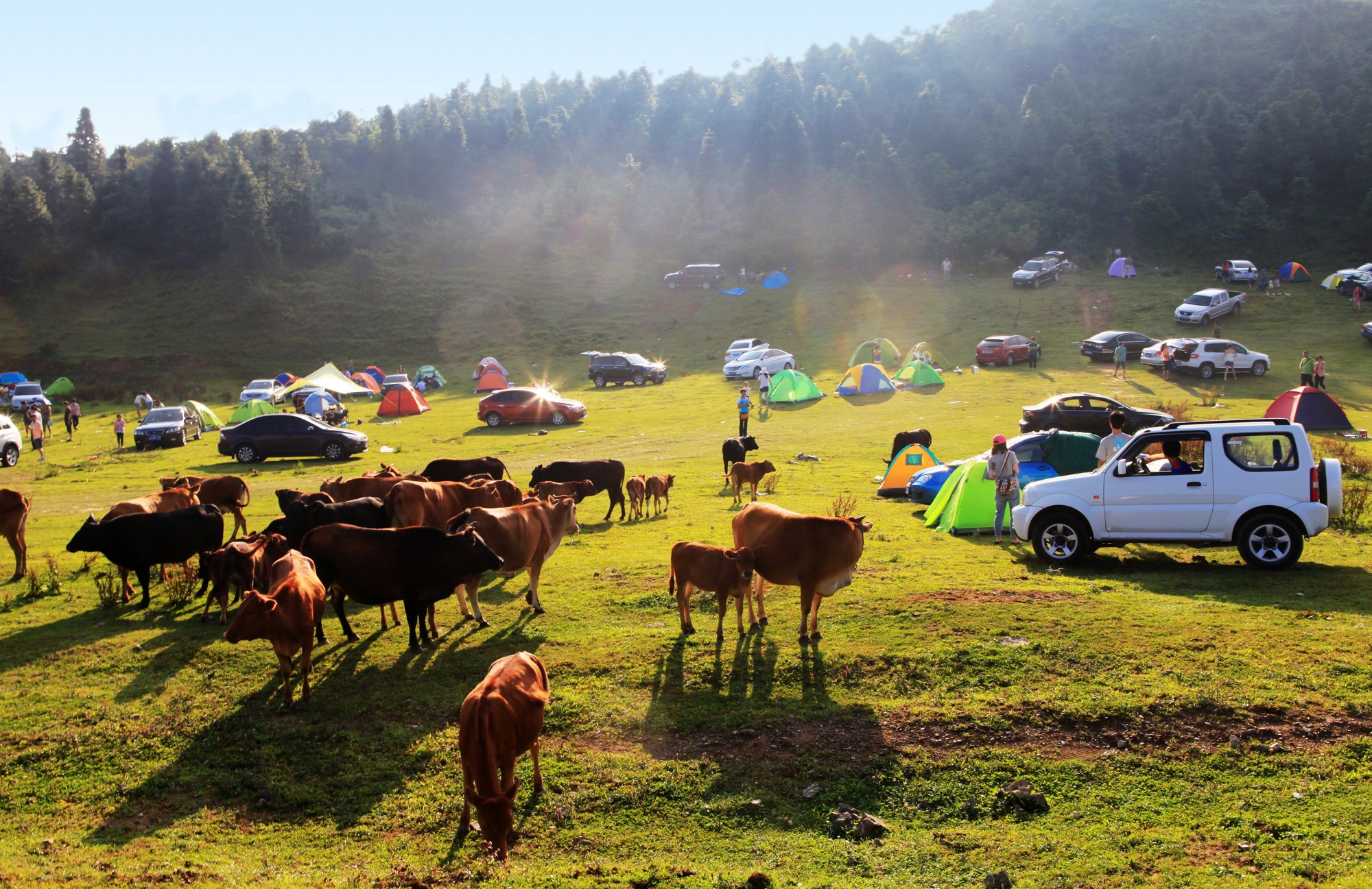 这些旅游直通车恢复运行啦！武隆仙女山景区、万盛奥陶纪景区玩起