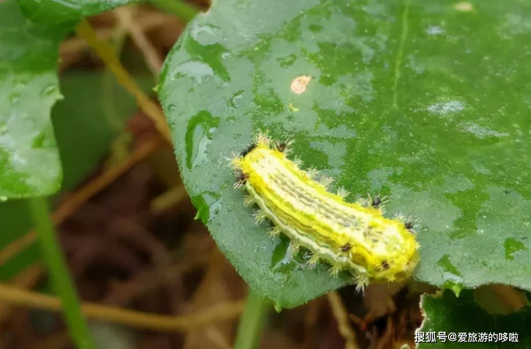 山东人：来，一起吃虫