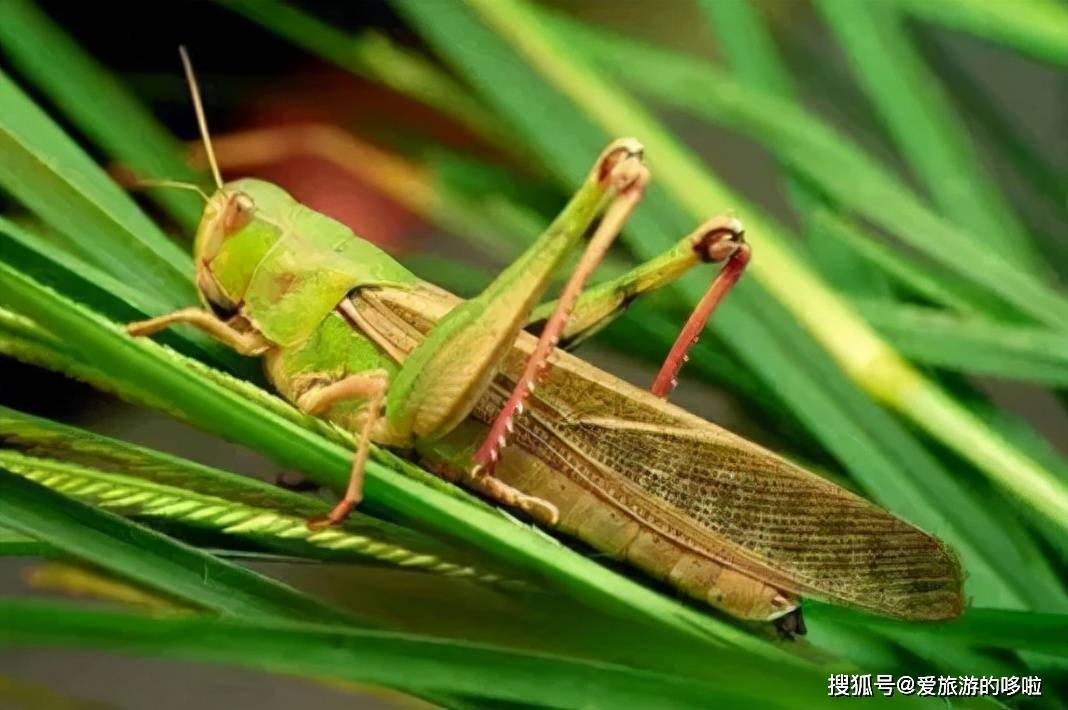 山东人：来，一起吃虫