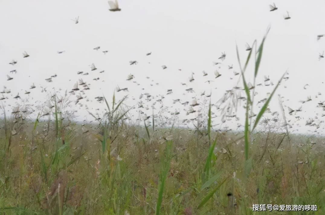 山东人：来，一起吃虫