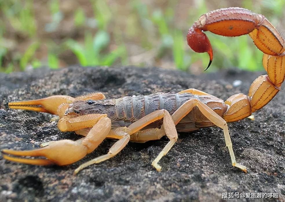 山东人：来，一起吃虫