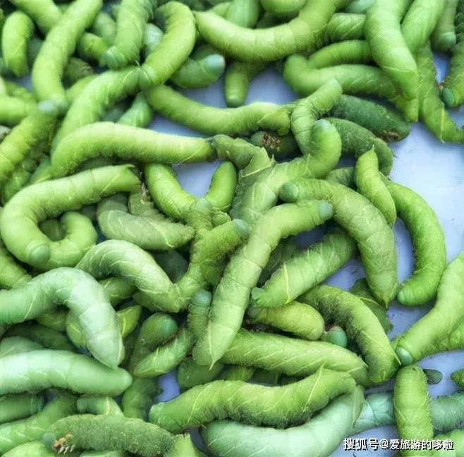 山东人：来，一起吃虫