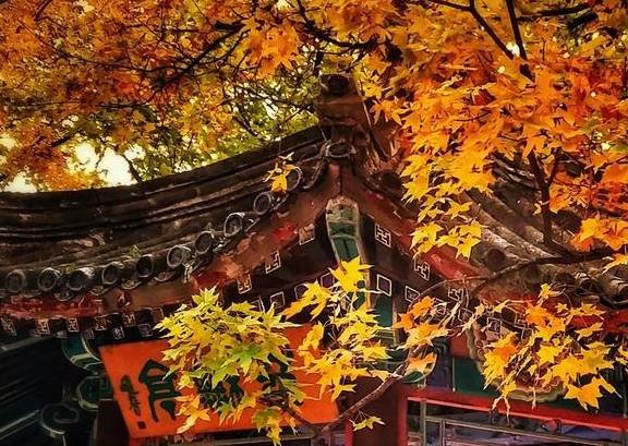 京城深秋的味道，幸福其实很简单