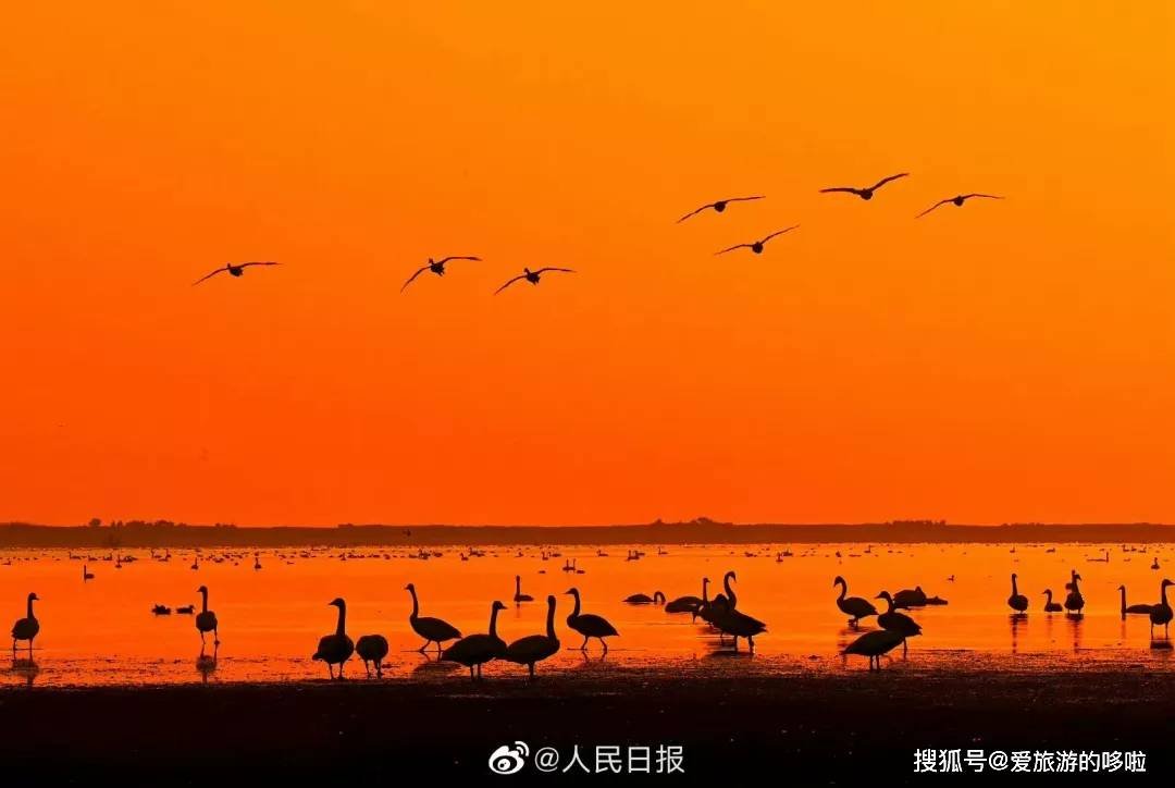 冬日精灵出没山东!又是一年候鸟季,画面美翻了! 冬日精灵出没山东!又是一年候鸟季,画面美翻了!