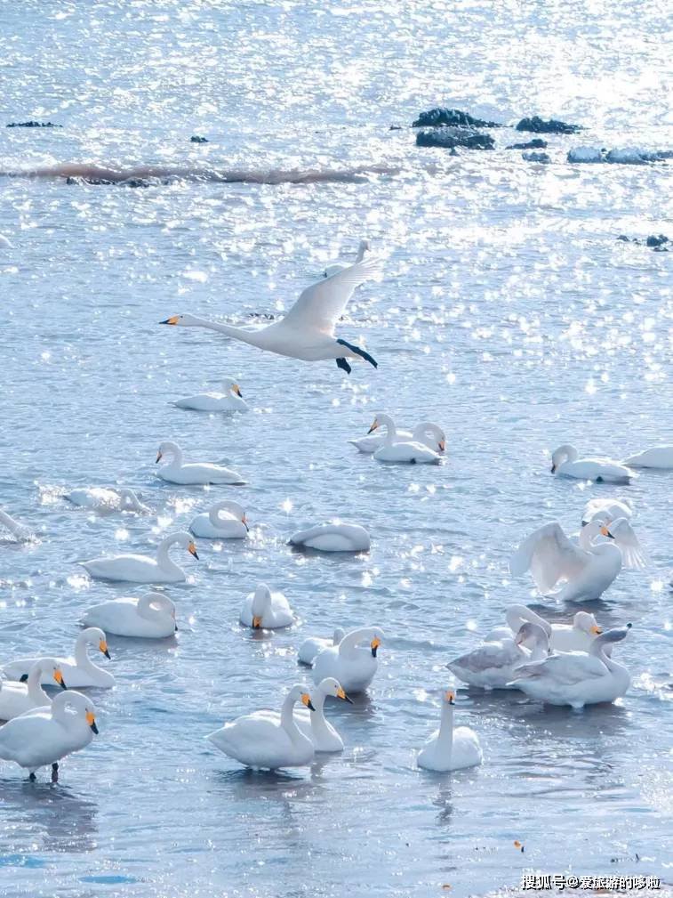 冬日精灵出没山东!又是一年候鸟季,画面美翻了! 冬日精灵出没山东!又是一年候鸟季,画面美翻了!