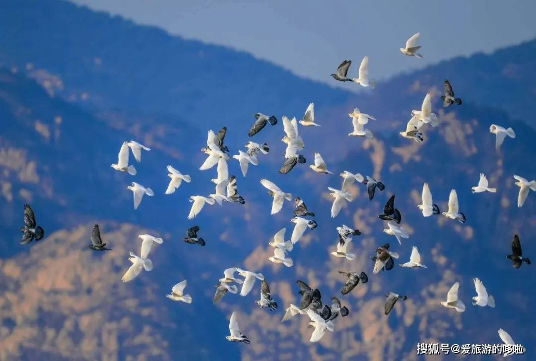 冬日精灵出没山东!又是一年候鸟季,画面美翻了! 冬日精灵出没山东!又是一年候鸟季,画面美翻了!
