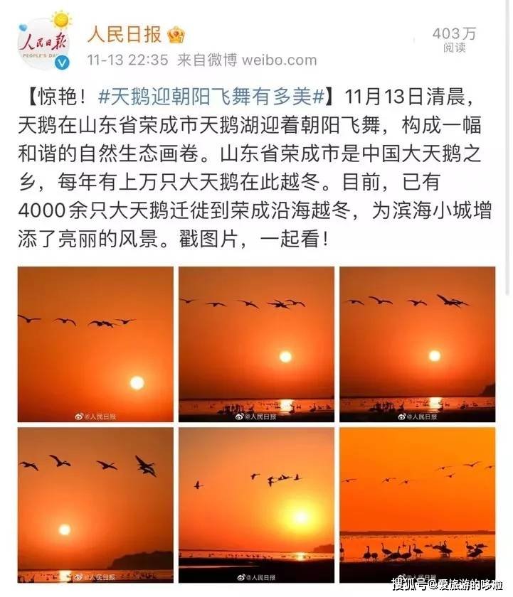 冬日精灵出没山东！又是一年候鸟季，画面美翻了！