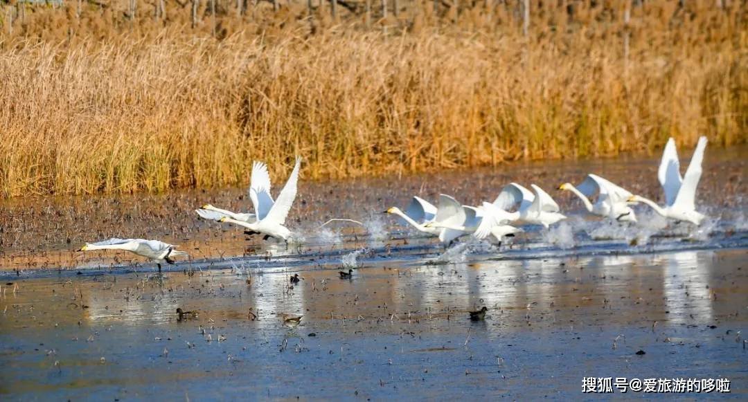 冬日精灵出没山东!又是一年候鸟季,画面美翻了! 冬日精灵出没山东!又是一年候鸟季,画面美翻了!