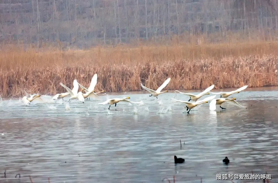 冬日精灵出没山东!又是一年候鸟季,画面美翻了! 冬日精灵出没山东!又是一年候鸟季,画面美翻了!