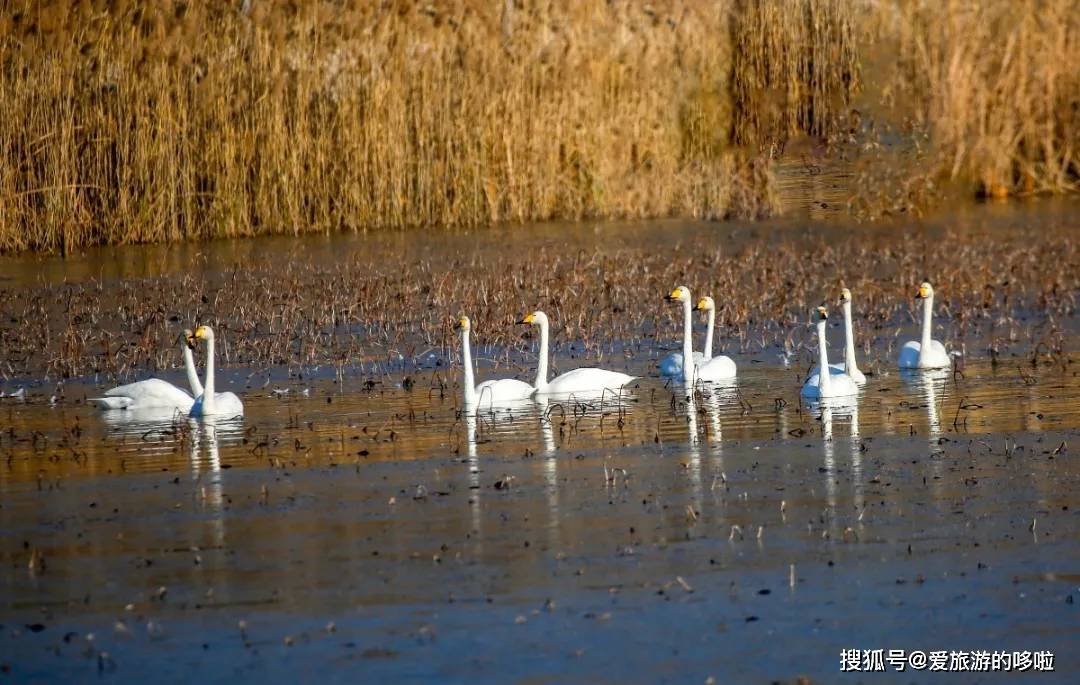 冬日精灵出没山东!又是一年候鸟季,画面美翻了! 冬日精灵出没山东!又是一年候鸟季,画面美翻了!