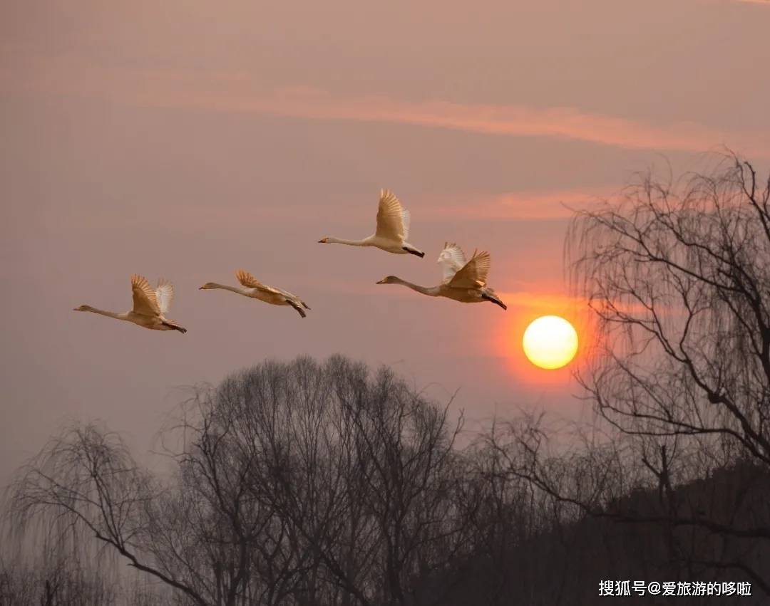 冬日精灵出没山东!又是一年候鸟季,画面美翻了! 冬日精灵出没山东!又是一年候鸟季,画面美翻了!