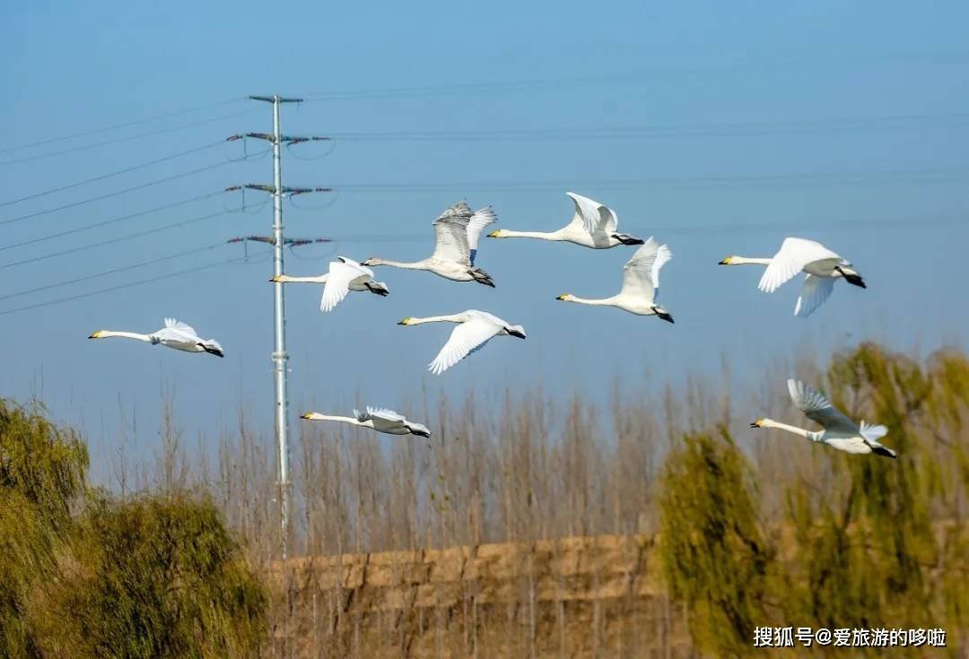 冬日精灵出没山东!又是一年候鸟季,画面美翻了! 冬日精灵出没山东!又是一年候鸟季,画面美翻了!