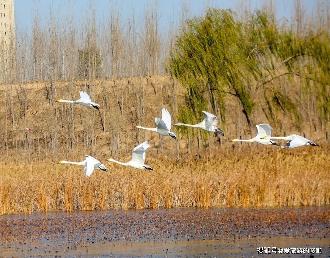 冬日精灵出没山东!又是一年候鸟季,画面美翻了! 冬日精灵出没山东!又是一年候鸟季,画面美翻了!