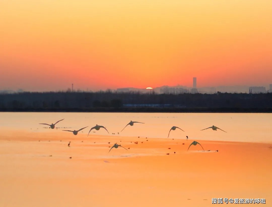 冬日精灵出没山东!又是一年候鸟季,画面美翻了! 冬日精灵出没山东!又是一年候鸟季,画面美翻了!