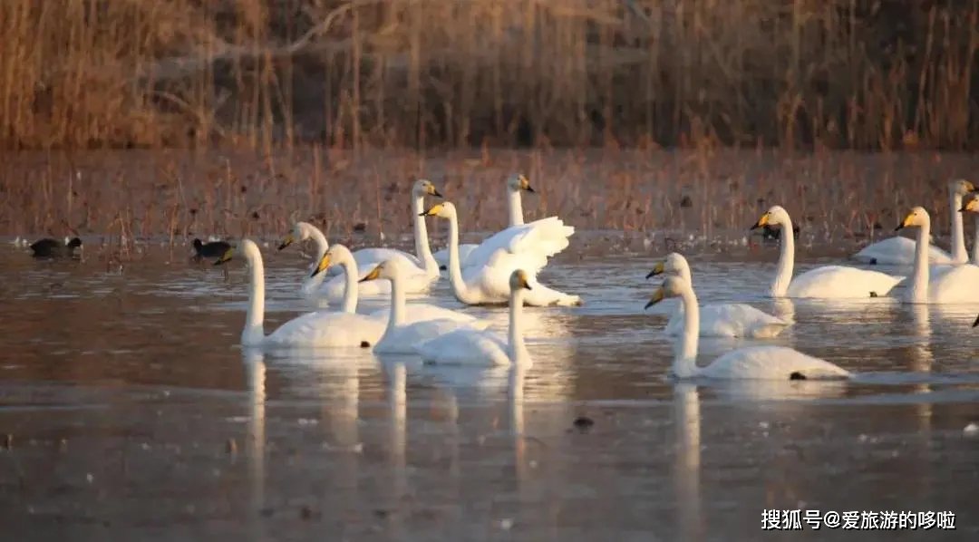 冬日精灵出没山东!又是一年候鸟季,画面美翻了! 冬日精灵出没山东!又是一年候鸟季,画面美翻了!