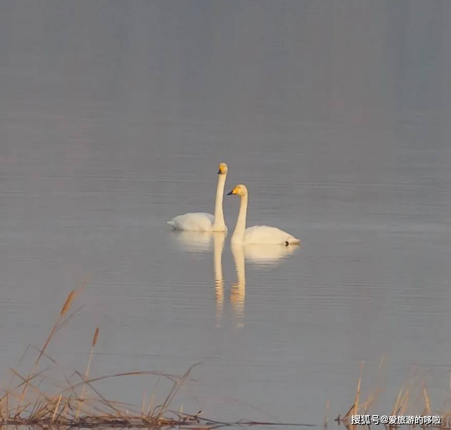 冬日精灵出没山东!又是一年候鸟季,画面美翻了! 冬日精灵出没山东!又是一年候鸟季,画面美翻了!