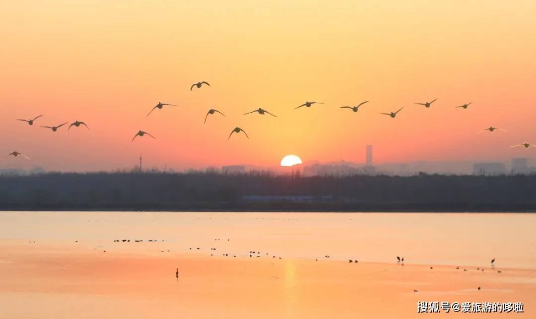 冬日精灵出没山东!又是一年候鸟季,画面美翻了! 冬日精灵出没山东!又是一年候鸟季,画面美翻了!