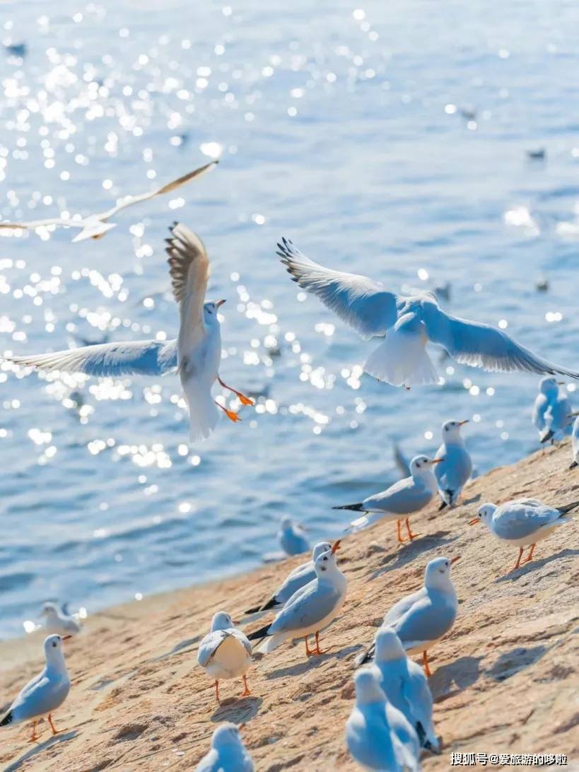 冬日精灵出没山东!又是一年候鸟季,画面美翻了! 冬日精灵出没山东!又是一年候鸟季,画面美翻了!