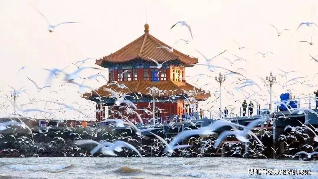 冬日精灵出没山东!又是一年候鸟季,画面美翻了! 冬日精灵出没山东!又是一年候鸟季,画面美翻了!