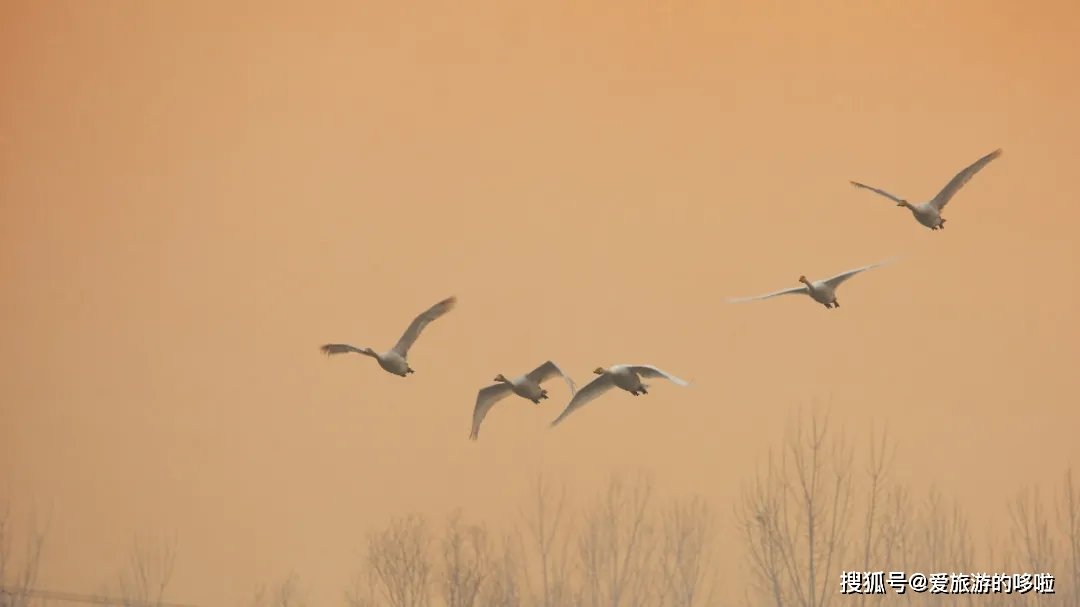 冬日精灵出没山东!又是一年候鸟季,画面美翻了! 冬日精灵出没山东!又是一年候鸟季,画面美翻了!