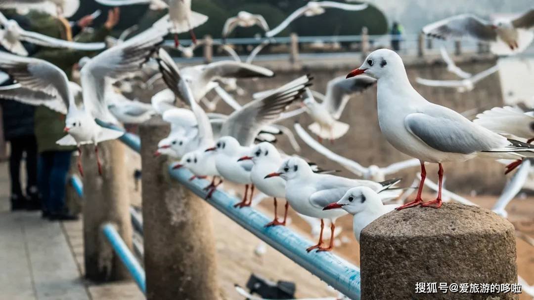 冬日精灵出没山东!又是一年候鸟季,画面美翻了! 冬日精灵出没山东!又是一年候鸟季,画面美翻了!