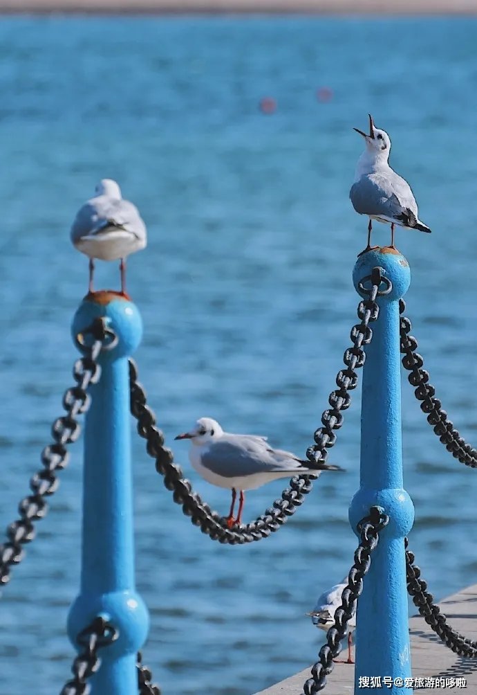 冬日精灵出没山东!又是一年候鸟季,画面美翻了! 冬日精灵出没山东!又是一年候鸟季,画面美翻了!