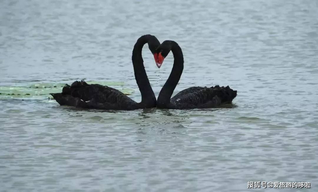 冬日精灵出没山东!又是一年候鸟季,画面美翻了! 冬日精灵出没山东!又是一年候鸟季,画面美翻了!