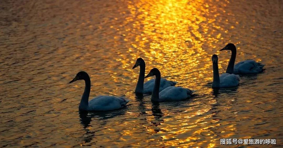 冬日精灵出没山东!又是一年候鸟季,画面美翻了! 冬日精灵出没山东!又是一年候鸟季,画面美翻了!