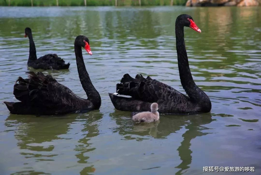 冬日精灵出没山东!又是一年候鸟季,画面美翻了! 冬日精灵出没山东!又是一年候鸟季,画面美翻了!