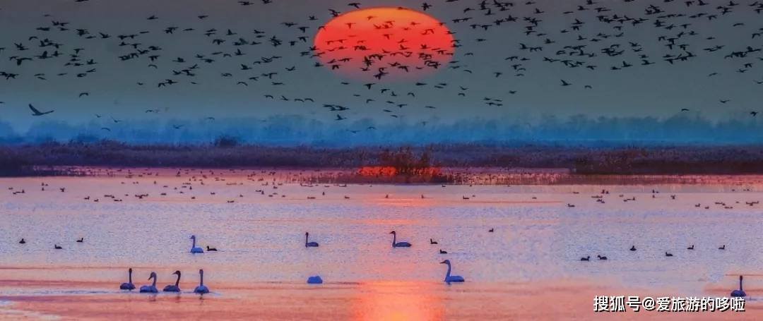 冬日精灵出没山东!又是一年候鸟季,画面美翻了! 冬日精灵出没山东!又是一年候鸟季,画面美翻了!