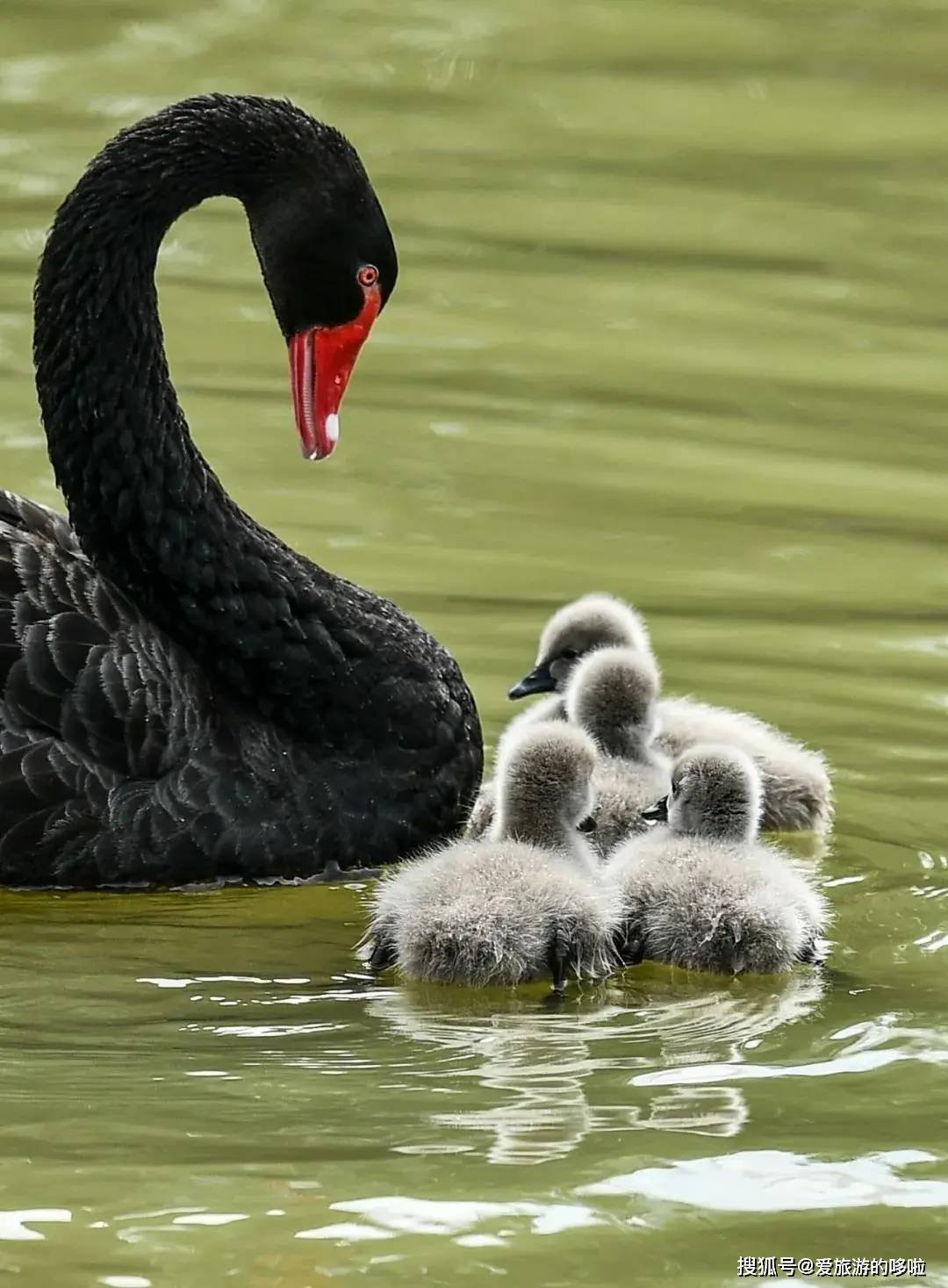 冬日精灵出没山东!又是一年候鸟季,画面美翻了! 冬日精灵出没山东!又是一年候鸟季,画面美翻了!