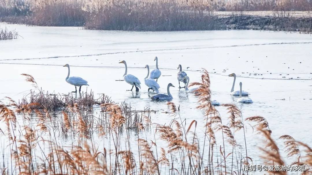 冬日精灵出没山东!又是一年候鸟季,画面美翻了! 冬日精灵出没山东!又是一年候鸟季,画面美翻了!