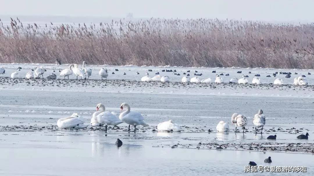 冬日精灵出没山东!又是一年候鸟季,画面美翻了! 冬日精灵出没山东!又是一年候鸟季,画面美翻了!