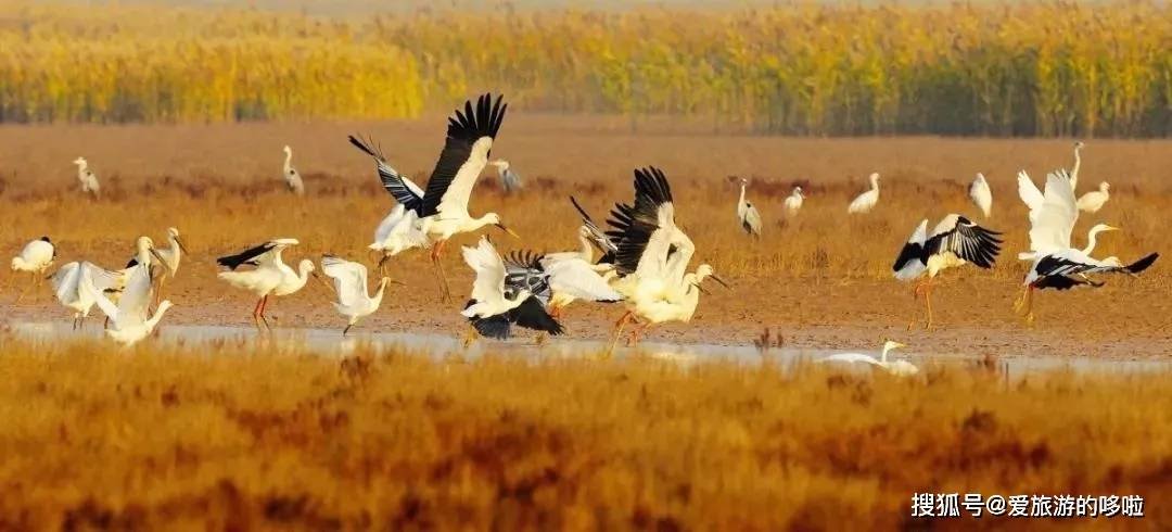冬日精灵出没山东!又是一年候鸟季,画面美翻了! 冬日精灵出没山东!又是一年候鸟季,画面美翻了!