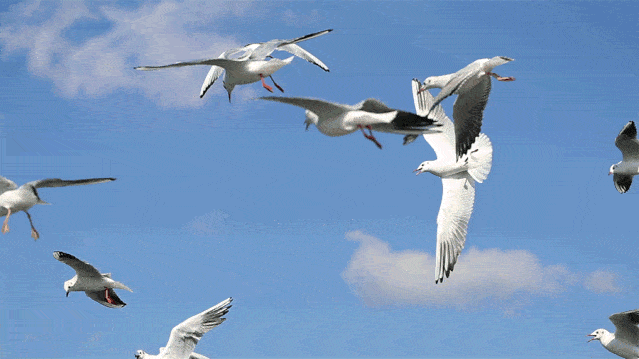 冬日精灵出没山东!又是一年候鸟季,画面美翻了! 冬日精灵出没山东!又是一年候鸟季,画面美翻了!