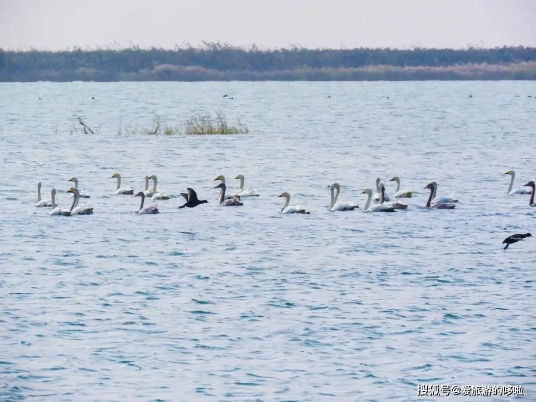 冬日精灵出没山东!又是一年候鸟季,画面美翻了! 冬日精灵出没山东!又是一年候鸟季,画面美翻了!