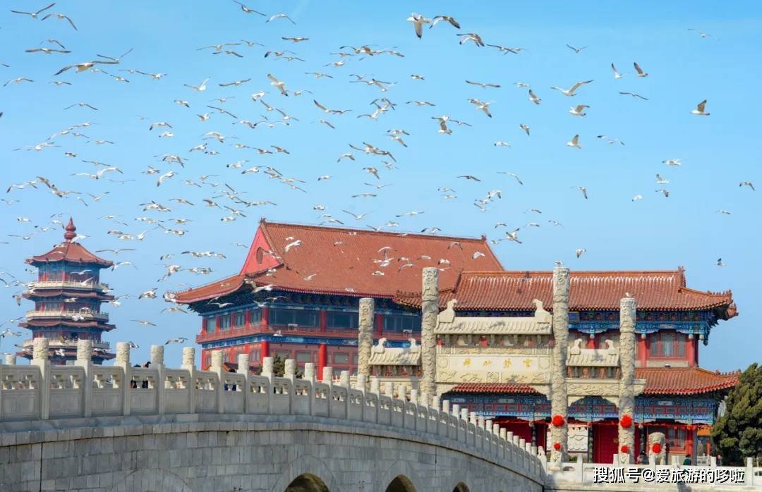 冬日精灵出没山东!又是一年候鸟季,画面美翻了! 冬日精灵出没山东!又是一年候鸟季,画面美翻了!