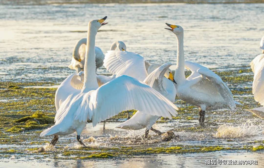 冬日精灵出没山东!又是一年候鸟季,画面美翻了! 冬日精灵出没山东!又是一年候鸟季,画面美翻了!